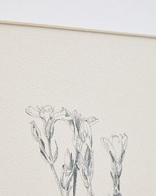 Картина Lirena с ботанической иллюстрацией 70 x 50 см