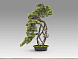 Kengai bonsai 74CM Искусственное растение