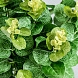 Растение искусственное EUCALIPTO зеленое
