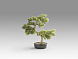 Bankan - bonsai 75cm Искусственное растение из 2 предметов