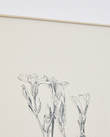 Картина Lirena с ботанической иллюстрацией 70 x 50 см