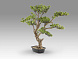 Sokan - bonsai 81cm Искусственное растение из 2 предметов