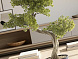 Bankan II bonsai 49cm набор из двух предметов