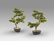 Bankan - bonsai 75cm Искусственное растение из 2 предметов