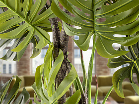 Monstera Искусственное растение H210