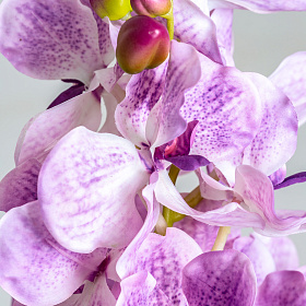 Цветок фиолетового цвета ORQUÍDEA