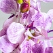 Цветок фиолетового цвета ORQUÍDEA