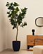 Ficus Искусственное дерево фикус в черном горшке 210 см