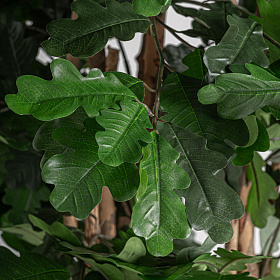 Искусственное растение ROBLE