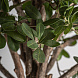 Искусственное растение FICUS 38083