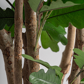 Искусственное растение ROBLE