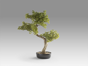 Bankan II bonsai 49cm набор из двух предметов