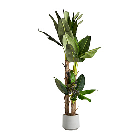 Банановое растение искусственное PLATANERO