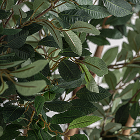 Искусственное растение FICUS 37730