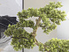 Bankan - bonsai 75cm Искусственное растение 