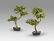 Bankan II bonsai 49cm набор из двух предметов