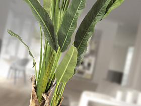 Palma viajero Искусственное растение H240