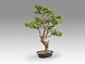 Sokan - bonsai 81cm Искусственное растение из 2 предметов