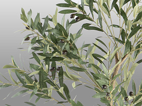 Olivo Искусственное растение H180