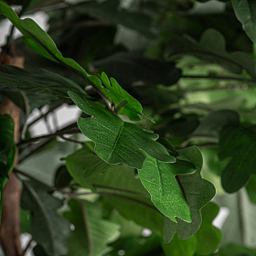 Искусственное растение ROBLE