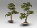 Chokkan - bonsai 83cm Искусственное растение из 2 предметов