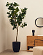 Ficus Искусственное дерево фикус в черном горшке 210 см
