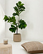 Flower Искусственное растение листовой скрипки 145см