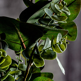 Растение искусственное EUCALIPTO зеленое