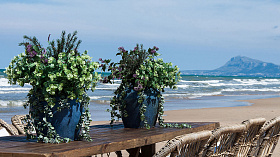 Цветок фиолетового цвета CENTAUREA