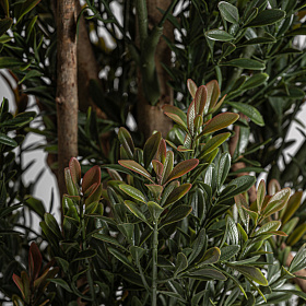 Искусственное растение BOJ