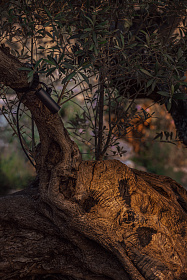 Ландшафтный светильник CLAP черный LED 6W 3000K 38° 24V