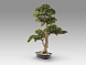 Chokkan - bonsai 83cm Искусственное растение из 2 предметов