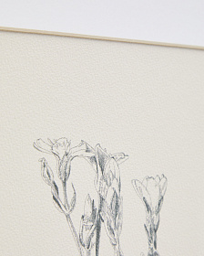 Картина Lirena с ботанической иллюстрацией 70 x 50 см