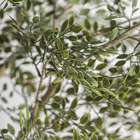 Искусственное растение OLIVO 37737