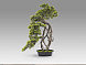 Kengai bonsai 74CM Искусственное растение