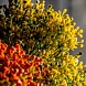 Искусственное растение ALLIUM