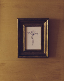 Картина Yalira с ботанической иллюстрацией 70 x 32,8 см