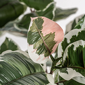 Искусственное растение ROBLE BLANCO