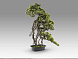 Kengai bonsai 74см Искусственное растение из 2 предметов