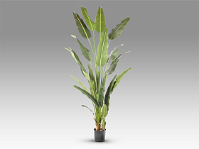 Palma viajero Искусственное растение H240