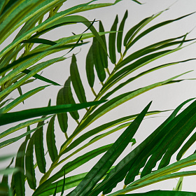 Пальмовое растение искусственное PALMERA