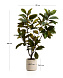 Искусственное растение Magnolia в белом горшке, 160 см