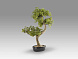 Bankan II bonsai 49cm набор из двух предметов