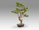 Sokan - bonsai 81cm Искусственное растение из 2 предметов