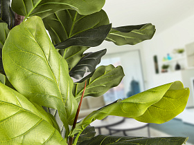 Higuera violin Искусственное растение H250