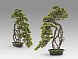 Kengai bonsai 74см Искусственное растение из 2 предметов